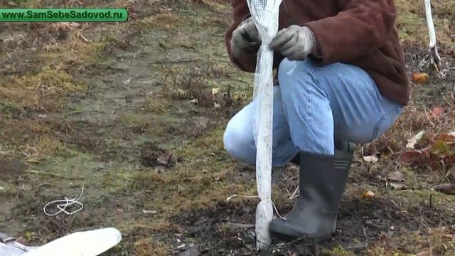 Защита саженцев от зайцев смотреть онлайн