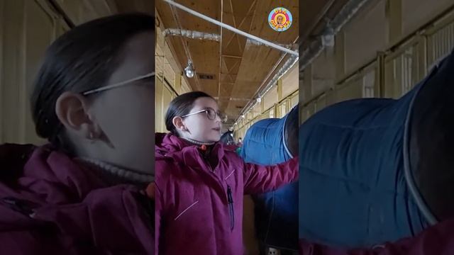 Сахарный диабет у лошадей ?! #shorts #diadzetka #жизньсдиабетом смотреть онлайн