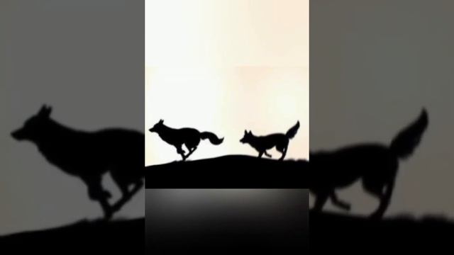 Балто 5 смотреть онлайн