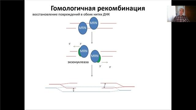 Лекция 7. Репарация ДНК (2021)