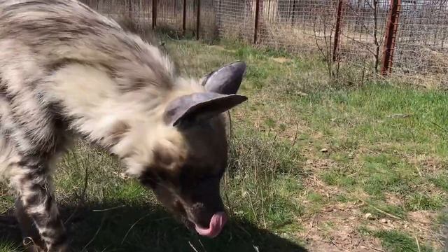 Гиена Симон - гурман, любит красную рыбку? смотреть онлайн