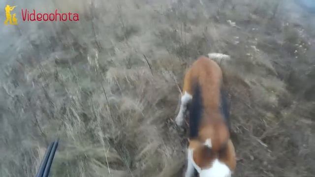 Как ПРАВИЛЬНО целиться в фазана на охоте? Videoohota смотреть онлайн