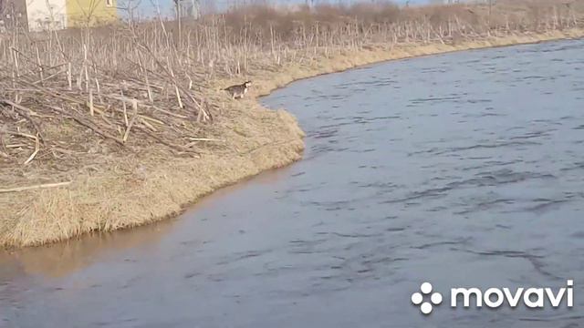 Злата Дама первые заплывы,дочь Супер Стелла Арктика смотреть онлайн
