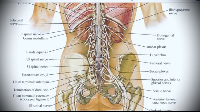 Анатомия с АВ. Шейное сплетение (plexus Cervicalis).