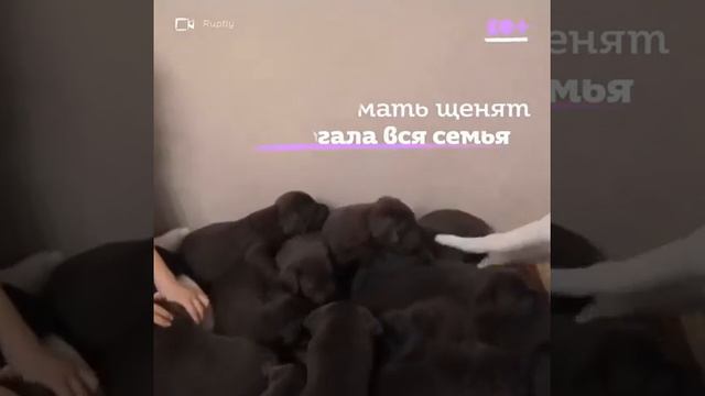 Собачья жизнь смотреть онлайн