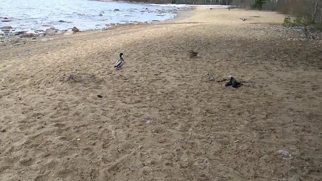 Кряква зовёт селезня...