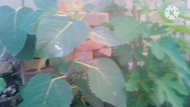 Выращивание инжира в Среднем Поволжье, кадочная культура, собираем урожай. смотреть онлайн