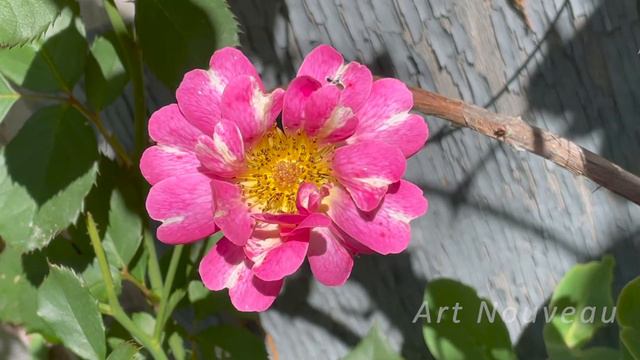 Июль в Саду смотреть онлайн