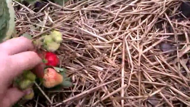 Ягода клубники Хоней смотреть онлайн