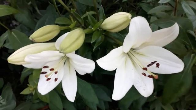#lilium #дача #белыелилии /ЛА-гибридная лилия Бах(лат.la - Hybrida Lilium Bach). Цветок Девы Марии