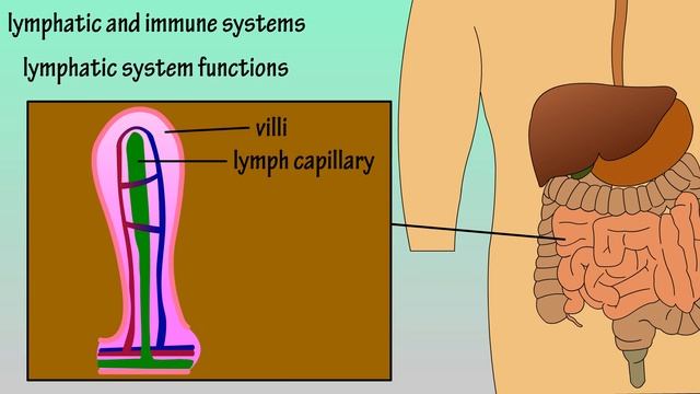 Immune System Function - Lymphatic System Function смотреть онлайн