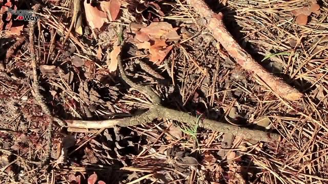 17 - Выгнал Муравьев и Тлю Из Огорода Без Химии Копеечным Народным Средством Навсегда! смотреть онлайн