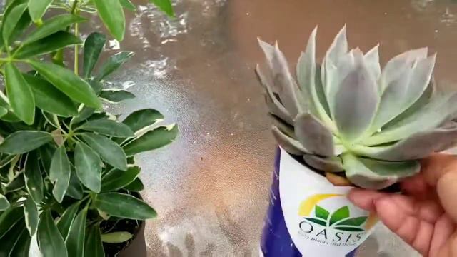 Plantas nuevas para mí colección смотреть онлайн