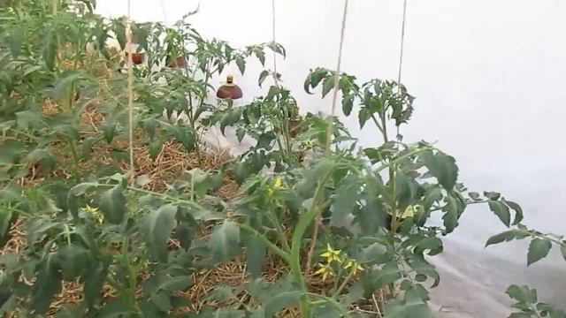 Подкормка томатов удобрением Маг-Бор.11.06.2019 смотреть онлайн