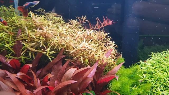 30 л - 120ый день - Pogostemon Helferi White смотреть онлайн