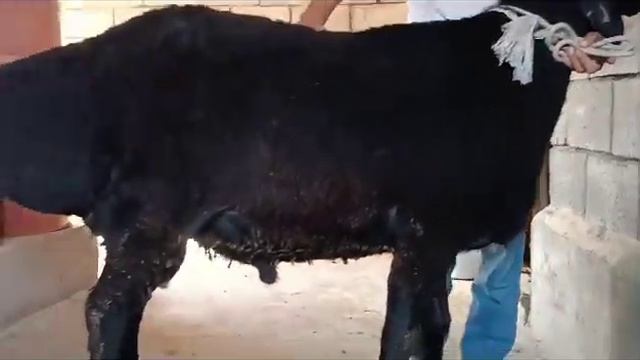 996 700 068 318 НА ПРОДАЖУ КОЧКОР ЛИНИЯ КАРЗАЙ РОСТ 92 УШИ 20 ЦЕНА 100 тыс СОМ смотреть онлайн