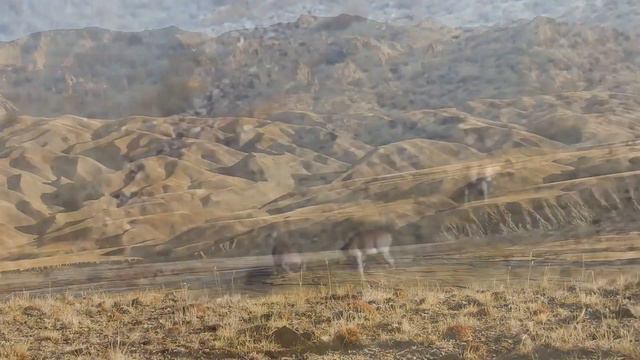 Охота на Марко Поло, Кыргызстан 2018 год. Hunting for Marco Polo in Kyrgyzstan, 2018. смотреть онлайн
