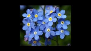 1ЧАС ПЕСНЯ НЕ ЗАБУДКА