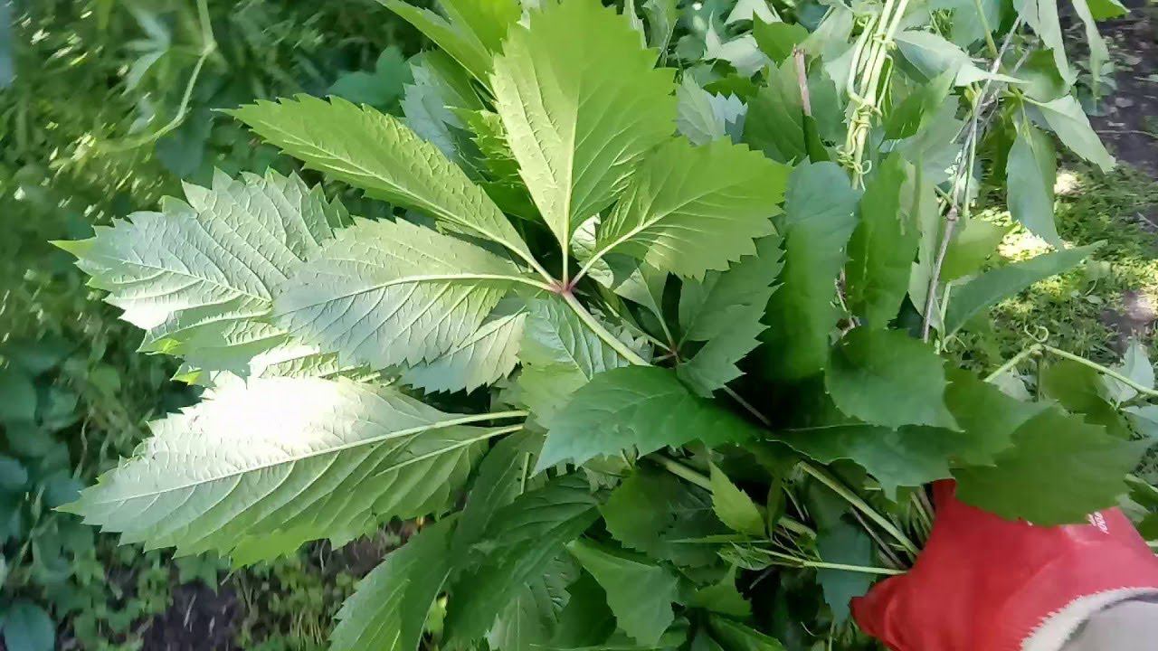 Как Уничтожить Дикий Виноград