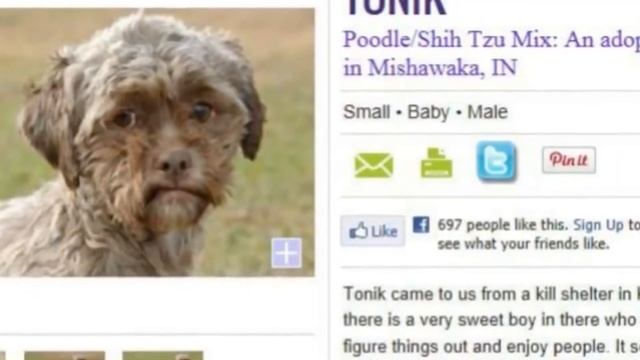 Удивительные существа, которые напоминают людей!