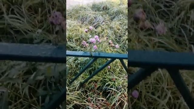 Скромные осенние цветы. смотреть онлайн