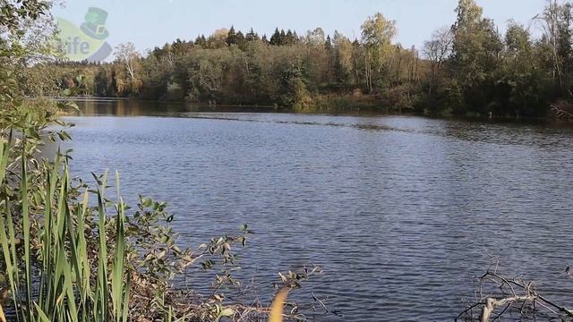 Секреты ловли щуки осенью!!! Ловля щуки на спиннинг редкие советы бывалым и начинающим! смотреть онлайн