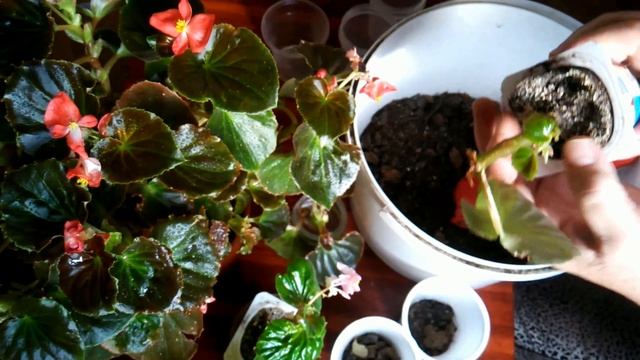 Бегония вечно-цветущая - размножение. //Propagation by cuttings of ever-flowering begonia.// смотреть онлайн
