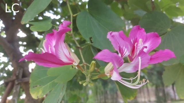 Звонкие голоса пернатых, творят чудеса. #пениептиц #музыкадлясна