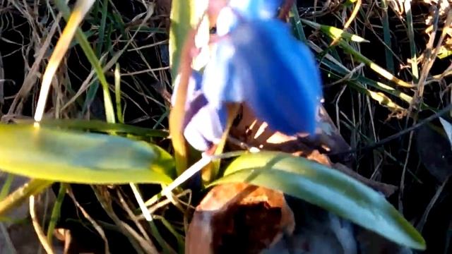 Синие пролески у меня на клумбе смотреть онлайн