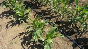 Как замачивать кукурузу перед посадкой