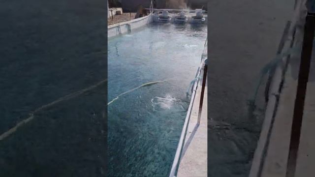 мальки стально головой лососи смотреть онлайн