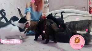 ? Распаковка кошачьего лакомства Dreamies?