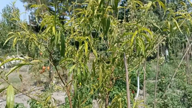 сад в Чечне 18 августа 2022 г. смотреть онлайн