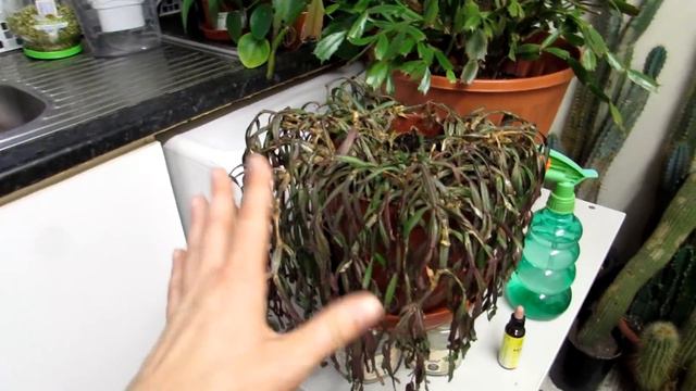 My Gift of a VERY old Easter Cactus - Rhipsalidopsis rosea & my plans to revive it смотреть онлайн