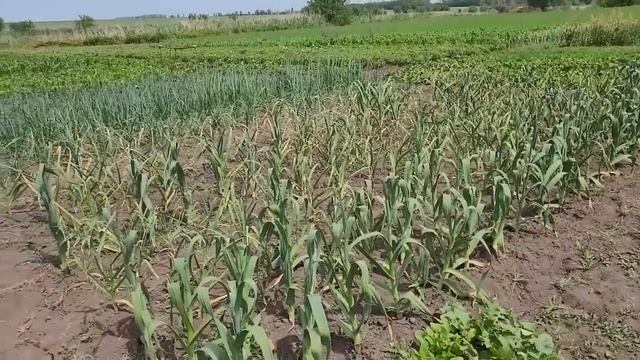 Наша жизнь в селе\Теперь будет красиво\Как правильно собирать чесночные стрелки\Ужин с мамой\Шашлык смотреть онлайн