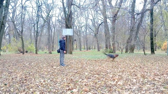 Как научить собаку команде лежать из движения | Дрессировка немецкой овчарки| Дрессировка собаки смотреть онлайн