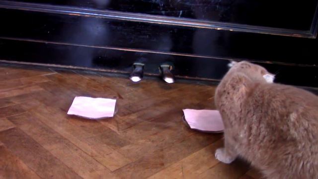 Дети устроили челлендж для кошки. Кого Дюна любит больше? смотреть онлайн