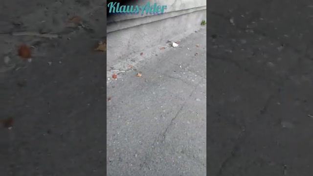 Кошечка пришла ? смотреть онлайн
