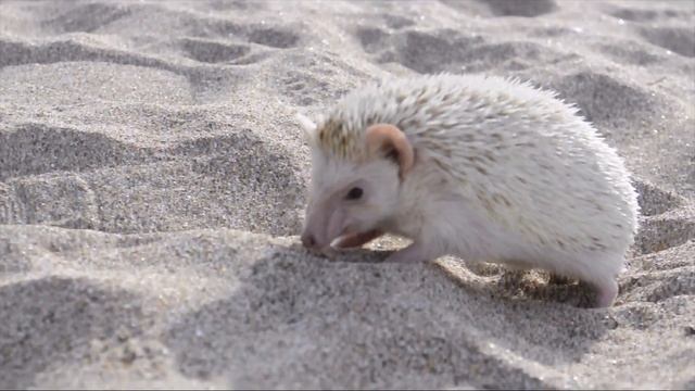 Африканский еж желает познакомиться смотреть онлайн