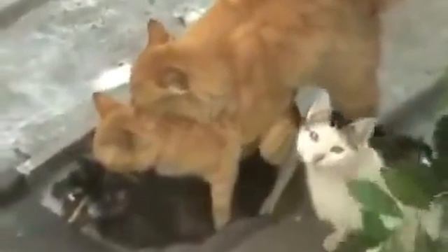 Приколы с кошками Групповые занятия Коты и кошки смотреть онлайн