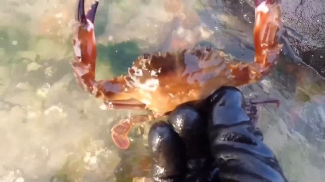A rare giant jellyfish was found, which looks like a UFO, highly poisonous смотреть онлайн