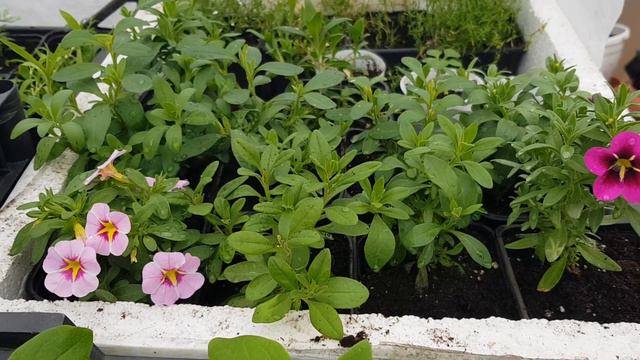 Обзор рассады /Черенки из Виолы/Как перезимовали черенки гортензий/Гейхеры/Хризантемы смотреть онлайн