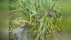 Подмосковный последователь методов Фукуоки вырыл пруд. Что из этого получилось смотрите