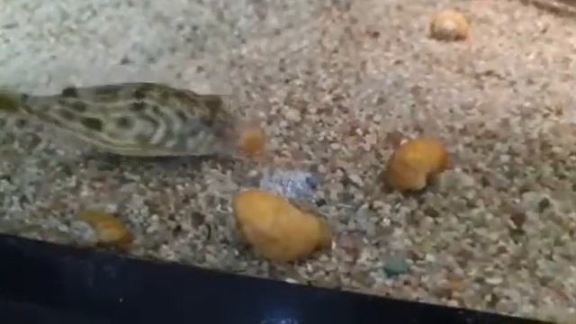 тетрадон -гроза улиток смотреть онлайн