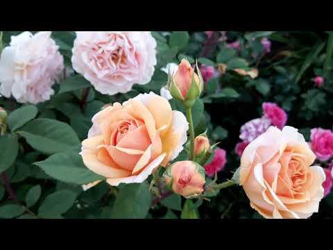 12 июня 2022 Цветет Розариум Ютерсен, краун принцесс Маргарет смотреть онлайн