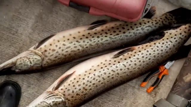 ТАЛАКАН, 2020 г. шестой выезд на рыбалку. SUZUKI DF 6 AS Я , ее поймал , рыбу ,моей мечты. смотреть онлайн