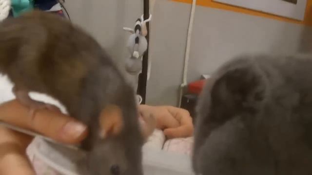 Дружба зверьков смотреть онлайн