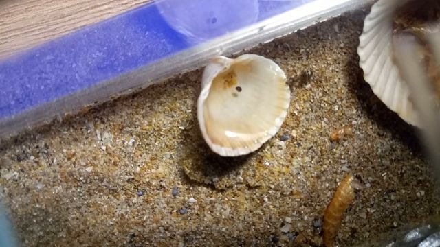 Кормление муравьев,кладки после зимовки.