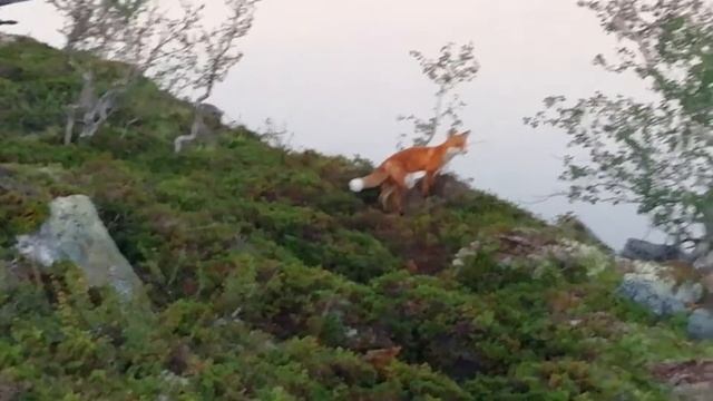 Рыжая лиса на рыбалке!!!) посетила лагерь) смотреть онлайн