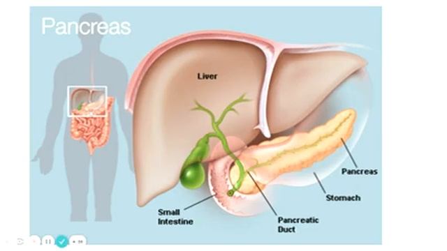 Higher Human Biology Unit 2, KA8 Learner Summary смотреть онлайн